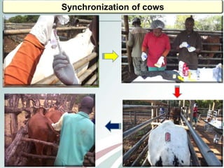 Comparison of oestrous synchronization response and pregnancy rate on village cows following timed artificial insemination in Kwazulu-Natal and Limpopo Provinces” 