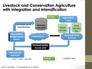 Unleashing maize-dairy integrated production potential for improved smallholder farming