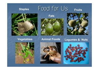 Staples      Food for Us          Fruits

                  Fats




Vegetables    Animal Foods   Legumes & Nuts
 