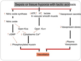 Sepsis or tissue hypoxia with lactic acidosis
Nitric oxide synthase ATP, H⁺, lactate
In vascular smooth muscle
Vasopressin secretion
Nitric oxide
Open Kca
cGMP Cytoplasmic Ca²⁺
Phosphorylated myosin
Vasodilation
Open Kᴀᴛᴘ
Vasopressin stores
Plasma
Vasopressin
 