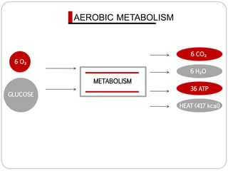 METABOLISM
AEROBIC METABOLISM
6 O₂
GLUCOSE
6 CO₂
6 H₂O
36 ATP
HEAT (417 kcal)
 
