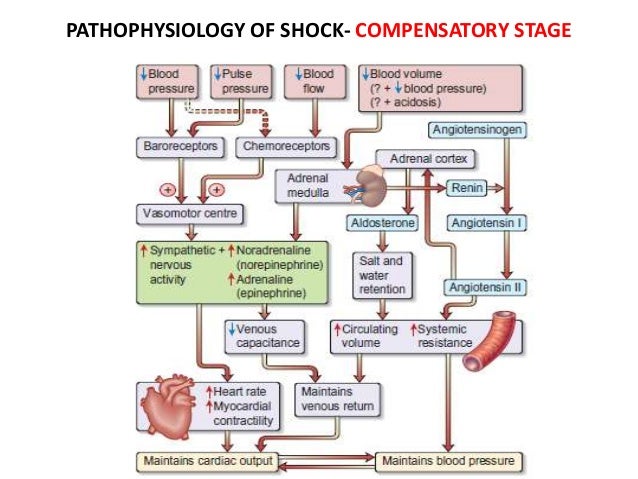 Shock cardiogenic shock pathophysiology diagram 