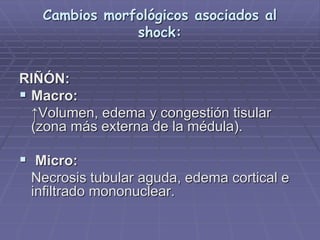 Cambios morfológicos asociados al
shock:
RIÑÓN:
 Macro:
↑Volumen, edema y congestión tisular
(zona más externa de la médula).
 Micro:
Necrosis tubular aguda, edema cortical e
infiltrado mononuclear.
 