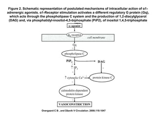 Figure 2. Schematic representation of postulated mechanisms of intracellular action of α1-
adrenergic agonists. α1-Receptor stimulation activates a different regulatory G protein (Gq),
which acts through the phospholipase C system and the production of 1,2-diacylglycerol
(DAG) and, via phosphatidyl-inositol-4,5-biphosphate (PiP2), of inositol 1,4,5-triphosphate
(IP3).
Overgaard C B , and Džavík V Circulation. 2008;118:1047
 