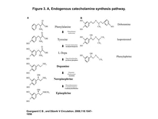 Figure 3. A, Endogenous catecholamine synthesis pathway.
Overgaard C B , and Džavík V Circulation. 2008;118:1047-
1056
 