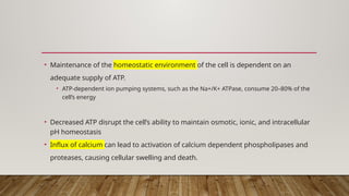 • Maintenance of the homeostatic environment of the cell is dependent on an
adequate supply of ATP.
• ATP-dependent ion pumping systems, such as the Na+/K+ ATPase, consume 20–80% of the
cell’s energy
• Decreased ATP disrupt the cell’s ability to maintain osmotic, ionic, and intracellular
pH homeostasis
• Influx of calcium can lead to activation of calcium dependent phospholipases and
proteases, causing cellular swelling and death.
 
