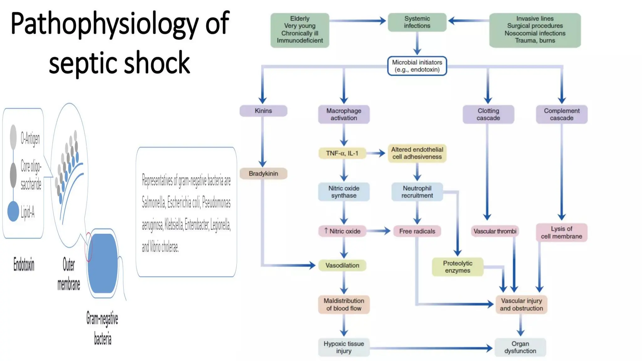 Shock - Septic + Hypovolemic - Causes & Management | PDF