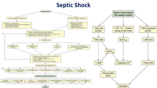 Shock - Septic + Hypovolemic - Causes & Management | PDF