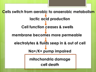 Cells switch from aerobic to anaerobic metabolism
lactic acid production
Cell function ceases & swells
membrane becomes more permeable
electrolytes & fluids seep in & out of cell
Na+/K+ pump impaired
mitochondria damage
cell death
 