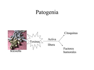 Patogenia Toxinas Activa libera Citoquinas Factores humorales Klesiella 