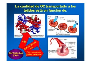 La cantidad de O2 transportado a losLa cantidad de O2 transportado a los
tejidos está en función de:tejidos está en función de:tejidos está en función de:tejidos está en función de:
Flujo sanguíneoDISPONIBILIDADDISPONIBILIDAD
(Gasto cardíaco)(Gasto cardíaco)(DO2)(DO2)
 