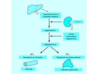 Sustrato de renina 
(angiotensinógeno) 
Renina 
Angiotensina I 
Enzima 
convertidora 
angiotensina 
Angiotensina II 
Receptores en arteriolas Receptores en corteza adrenal 
Arteriola Glándula suprarrenal 
 