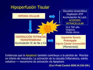 Hipoperfusión Tisular HIPOXIA CELULAR Glucolisis Anaeróbica Deplesión ATP Acumulación Ac.Lact. ACIDOSIS INTRACELULAR DISMINUCIÓN POTENCIAL TRANSMENBRANA Acumulación IC de Na y Ca Isquemia Severa Prolongada  Injuria Celular Irreversible (Mionecrosis) Evidencias que la  Apoptosis  también contribuye a la pérdida de  Miocitos  en infarto de miocardio; La activación de la cascada Inflamatoria, estrés oxitativo---- mecanismo de activación vía Apoptosis  Fallo de bomba de transporte iónico (Curr Probl Cardiol 2009;34:330-349.) Il-6 TNF-alfa Arginina Oxido nitrico 