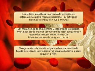 Los reflejos simpáticos y aumento de secreción de
catecolaminas por la medula suprarrenal , su activación
máxima se consigue en 30S o minutos
Los mecanismos de angiotensina y vasopresina y relajación
inversa por estrés provoca contracción de vasos sanguíneos y
reservorios venosos entre 10min y 1h.
Aumentan retorno de sangre al corazón.
El reajuste de volumen de sangre mediante absorción de
liquido de espacios intersticiales y el aparato digestivo puede
requerir 1-48h.
 