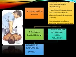 Se interrumpe el flujo
sanguíneo
- FIBRILACIÓN VENTRICULAR (puede
interrumpirse mediante un
ELECTROSHOCK)
- PARO CARDIACO(pude producirse
como consecuencia de escaso
oxígeno en la mezcla de gases en la
anestesia )
El ritmo cardiaco normal puede
restaurarse eliminando el anestésico
APLICANDO RCP
5-8 minutos:
DAÑO CEREBRAL
10-15 min: PÉRDIDA
DE CAPACIDAD
MENTAL
PERMANENTE
AUMENTAN LA
CAPACIDAD DE
SUPERVIVIENCIA:
-HEPARINA
-ESTREPTOMICINA
 