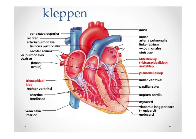 Rechter Hartkamer | www.picswe.net
