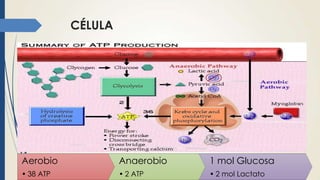 CÉLULA
Aerobio
• 38 ATP
Anaerobio
• 2 ATP
1 mol Glucosa
• 2 mol Lactato
 