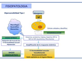 FISIOPATOLOGIA
Hipersensibilidad Tipo I

Alergeno
IgE
Fc

Macrófagos
Neutrófilos
Monocitos

Células cebadas y Basófilos
DESGRANULACION

OXIDO NITRICO
Relajación del musculo liso
↑ Permeabilidad vascular
Hipotensión

SHOCK
ANAFILÁCTICO

Histamina, serotonina, triptasa, heparina, ECF-A,
NCF-A, FAP, leucotrienos, PGs,citocinas

Amplificación de la respuesta sistémica
↑ Permeabilidad vascular
Vasodilatación
Broncoconstricción
Daño epitelial en el órgano blanco

 