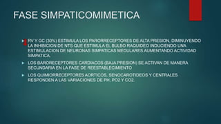 FASE SIMPATICOMIMETICA
 RV Y GC (30%) ESTIMULA LOS PARORRECEPTORES DE ALTA PRESION, DIMINUYENDO
LA INHIBICION DE NTS QUE ESTIMULA EL BULBO RAQUIDEO INDUCIENDO UNA
ESTIMULACION DE NEURONAS SIMPATICAS MEDULARES AUMENTANDO ACTIVIDAD
SIMPATICA.
 LOS BARORECEPTORES CARDIACOS (BAJA PRESION) SE ACTIVAN DE MANERA
SECUNDARIA EN LA FASE DE REESTABLECIMIENTO
 LOS QUIMIORRECEPTORES AORTICOS, SENOCAROTIDEOS Y CENTRALES
RESPONDEN A LAS VARIACIONES DE PH, PO2 Y CO2.
 