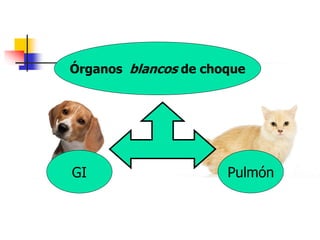 Órganos blancos de choque
GI Pulmón
 
