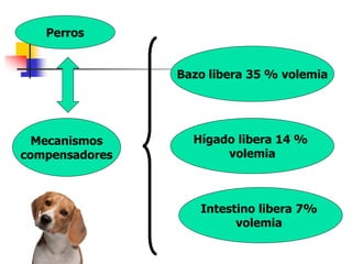 Perros
Bazo libera 35 % volemia
Hígado libera 14 %
volemia
Intestino libera 7%
volemia
Mecanismos
compensadores
 