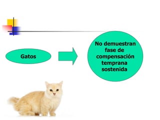 Gatos
No demuestran
fase de
compensación
temprana
sostenida
 