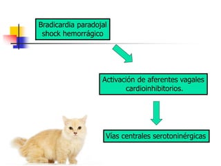 Bradicardia paradojal
shock hemorrágico
Activación de aferentes vagales
cardioinhibitorios.
Vías centrales serotoninérgicas
 