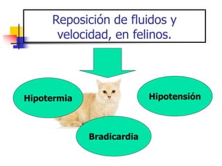 Reposición de fluidos y
velocidad, en felinos.
Hipotermia
Bradicardia
Hipotensión
 