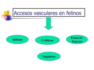 Accesos vasculares en felinos
Safenas Cefálicas
Femoral
Interna
Yugulares
 