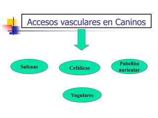 Accesos vasculares en Caninos
Safenas Cefálicas
Pabellón
auricular
Yugulares
 