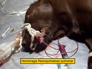 Hemorragia Parenquimatosa pulmonar
 