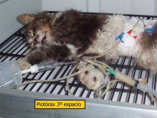 Piotórax 3º espacio
 