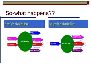 So-what happens??
Anaerobic MetabolismAnaerobic MetabolismAnaerobic Metabolism
GLUCOSE METABOLISM
2 LACTIC ACID
2 ATP
HEAT (32 kcal)
Aerobic MetabolismAerobic MetabolismAerobic Metabolism
6 O2
GLUCOSE
METABOLISM
6 CO2
6 H2O
36 ATP
HEAT (417 kcal)
 