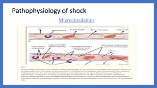Microcirculation
Pathophysiology of shock
 