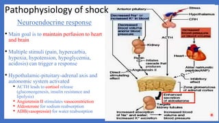 Neuroendocrine response
• Main goal is to maintain perfusion to heart
and brain
• Multiple stimuli (pain, hypercarbia,
hypoxia, hypotension, hypoglycemia,
acidosis) can trigger a response
• Hypothalamic-pituitary-adrenal axis and
autonomic system activated
• ACTH leads to cortisol release
(gluconeogenesis, insulin resistance and
lipolysis)
• Angiotensin II stimulates vasoconstriction
• Aldosterone for sodium reabsorption
• ADH(vasopressin) for water reabsorption
Pathophysiology of shock
 