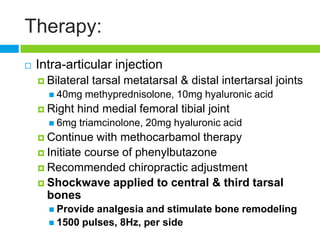 Therapy:
 Intra-articular injection
 Bilateral tarsal metatarsal & distal intertarsal joints
 40mg methyprednisolone, 10mg hyaluronic acid
 Right hind medial femoral tibial joint
 6mg triamcinolone, 20mg hyaluronic acid
 Continue with methocarbamol therapy
 Initiate course of phenylbutazone
 Recommended chiropractic adjustment
 Shockwave applied to central & third tarsal
bones
 Provide analgesia and stimulate bone remodeling
 1500 pulses, 8Hz, per side
 