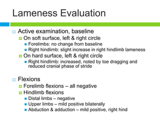Lameness Evaluation
 Active examination, baseline
 On soft surface, left & right circle
 Forelimbs: no change from baseline
 Right hindlimb: slight increase in right hindlimb lameness
 On hard surface, left & right circle
 Right hindlimb: increased, noted by toe dragging and
reduced cranial phase of stride
 Flexions
 Forelimb flexions – all negative
 Hindlimb flexions
 Distal limbs – negative
 Upper limbs – mild positive bilaterally
 Abduction & adduction – mild positive, right hind
 