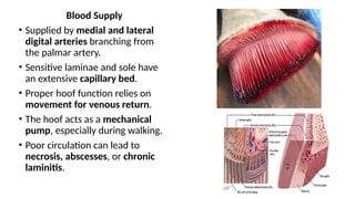 Shoeing-1; Hoof Anatomy & Hoof Anatomy.pptx