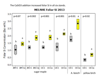 sugar maple
A. beech yellow birch
p=0.001 p=0.001 p=0.01 p=0.02p=0.07 p=0.002
b
a
b
a
b
a
b
a
b
a
b
a
The CaSiO3 addition increased foliar Si in all six stands.
 