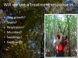 • Tree growth?
• Snails?
• Respiration?
• Microbes?
• Seedlings?
• Sapflow?
Will we see a treatment response in…
 