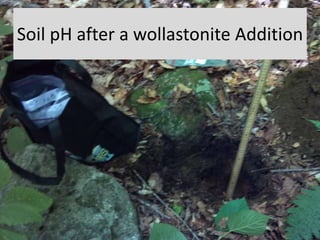 Soil pH after a wollastonite Addition
 