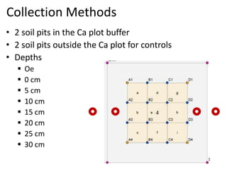 Collection Methods
• 2 soil pits in the Ca plot buffer
• 2 soil pits outside the Ca plot for controls
• Depths
 Oe
 0 cm
 5 cm
 10 cm
 15 cm
 20 cm
 25 cm
 30 cm
 