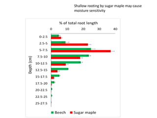 Shallow rooting by sugar maple may cause
moisture sensitivity
 