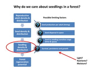 Why do we care about seedlings in a forest?
Reproductive
adult density &
distribution
Seed density &
distribution
Seedling
density &
distribution
Forest
regeneration
potential
Seed production per adult (timing)
Seed dispersal in space
Seed to seedling transition stage
(time & space)
Survival, persistence and growth
Possible limiting factors
Light?
Nutrients?
Moisture?
 
