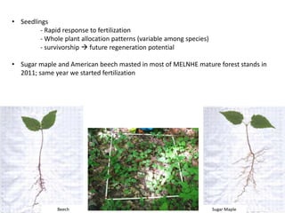• Seedlings
- Rapid response to fertilization
- Whole plant allocation patterns (variable among species)
- survivorship  future regeneration potential
• Sugar maple and American beech masted in most of MELNHE mature forest stands in
2011; same year we started fertilization
Sugar MapleBeech
 