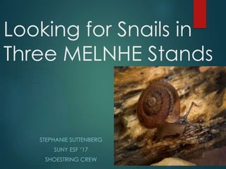 Looking for Snails in
Three MELNHE Stands
STEPHANIE SUTTENBERG
SUNY ESF ‘17
SHOESTRING CREW
 