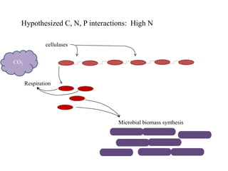 cellulases
Hypothesized C, N, P interactions: High N
Microbial biomass synthesis
Respiration
CO2
 
