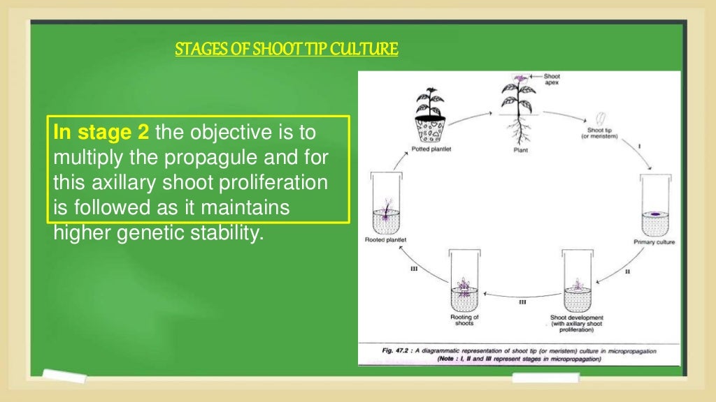 Shoot tip culture