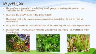Bryophytes
• The phylum bryophyta is a relatively small group comprising the mosses, the
liverworts and the hornworts.
• These are the amphibians of the plant world.
• They have met only minimum requirements of adaptation to the terrestrial
environment.
• They are restricted to wet habitats and all of them require water for reproduction
• The embryos – multicellular-retained with female sex organs- it protecting them
from drying.
 