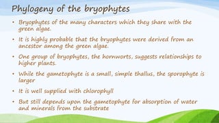 Phylogeny of the bryophytes
• Bryophytes of the many characters which they share with the
green algae.
• It is highly probable that the bryophytes were derived from an
ancestor among the green algae.
• One group of bryophytes, the hornworts, suggests relationships to
higher plants.
• While the gametophyte is a small, simple thallus, the sporophyte is
larger
• It is well supplied with chlorophyll
• But still depends upon the gametophyte for absorption of water
and minerals from the substrate
 